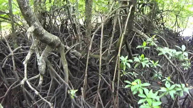 Paano kumuha ng iyong sarili sa bakasyon sa Koh Kong? 13168_7