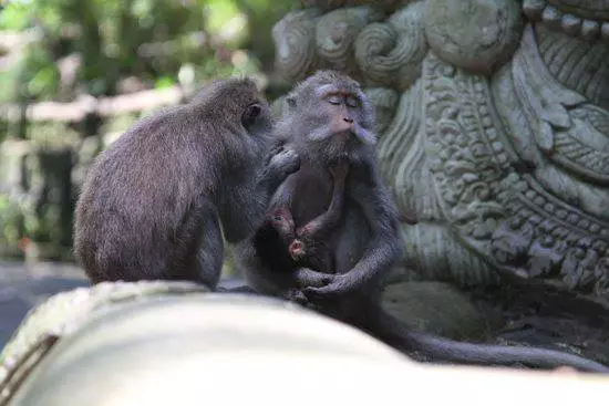 발리에 가서 볼 수있는 곳은 어디입니까? 13276_1