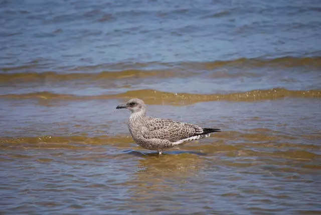 Jurmala - Resor Baltik yang biasa 13554_22