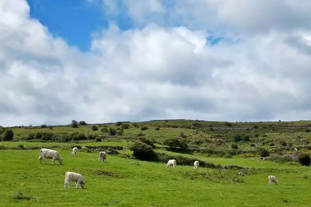 Devrais-je aller à Limerick?