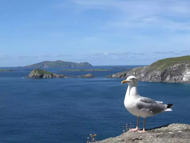 Ar trebui să merg în Irlanda?