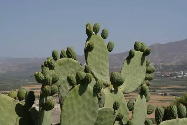 Conseils pour ceux qui vont à Pissouri 13985_7