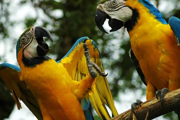 Amakuru yingirakamaro kubagiye muri Guayaquil