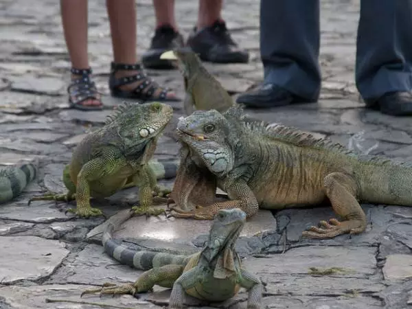 Nuttige informatie voor diegenen die naar Guayaquil gaan 14525_8