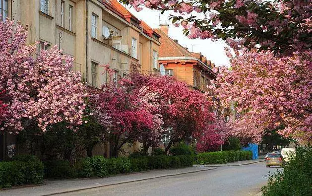 Uzhgorod को साथ अविस्मरणीय पैदल यात्रा 14687_3