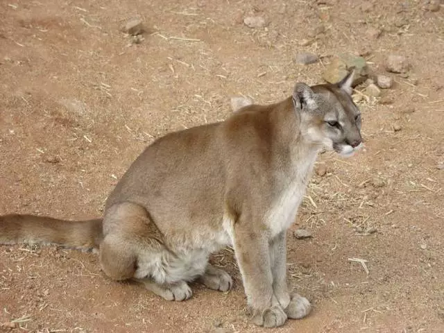 ನಾನು ಕ್ಯಾರಕಾಗಳಲ್ಲಿ ಏನು ನೋಡಬೇಕು? 14766_2