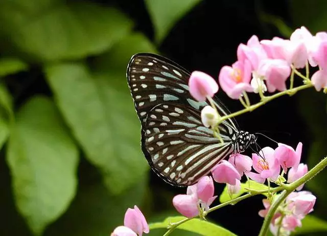 Beleza de fazendas tropicais perto de Batu Ferring 14800_2