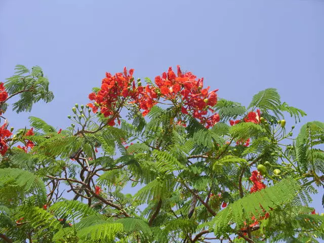 Mei Vakansies in Blooming Hurghada. 14844_5