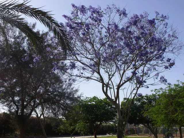 Mei Vakansies in Blooming Hurghada. 14844_6