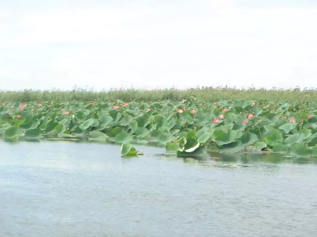 Atpūta Astrakhan: iepazīšanās ar Lotus laukiem un zveju. 15136_2