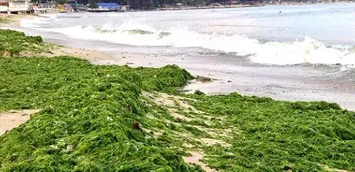 Kapan layak untuk beristirahat di pantai yang cerah? 15554_1