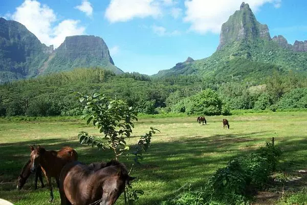 Ngano nga gipili sa mga turista ang Moorea? 15810_2