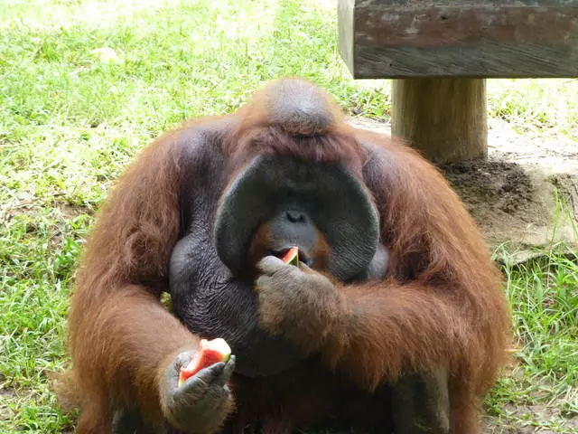 Nusa Dua'ya hangi gezilere gitmeli? 16026_9