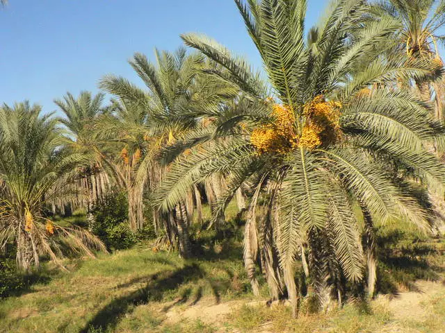 O le sili ona lelei o Tunisisia. O fea e sili ai le malolo? 16557_3