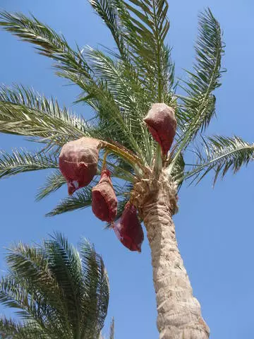 Öryggi í Hurghada.