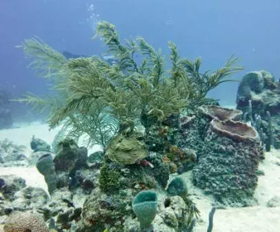 Ronjenje na Chinchorro banci