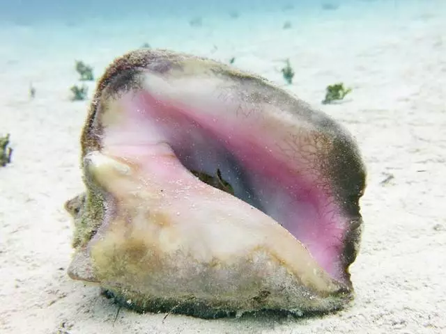 Diving on Chinchorro Bank 17051_3