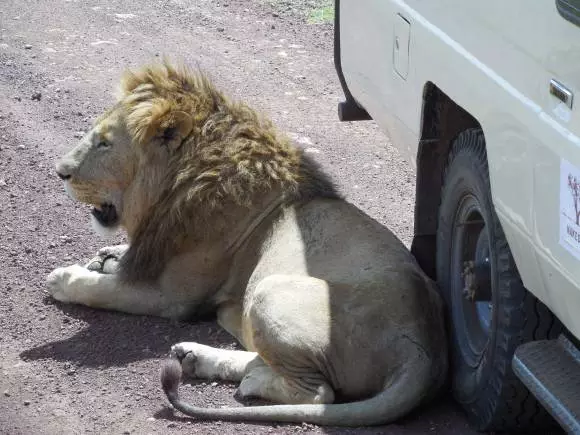 Ma ew hêja ye ku biçin Tanzania? 17067_1