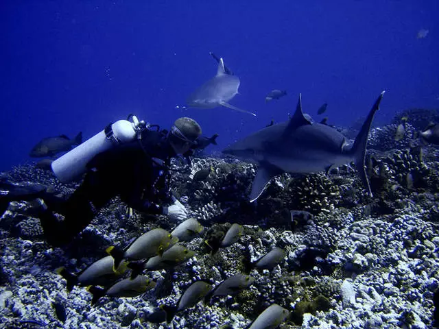 มันคุ้มค่าที่จะพักผ่อนบนเกาะ Rangiroa เมื่อใด 17071_3