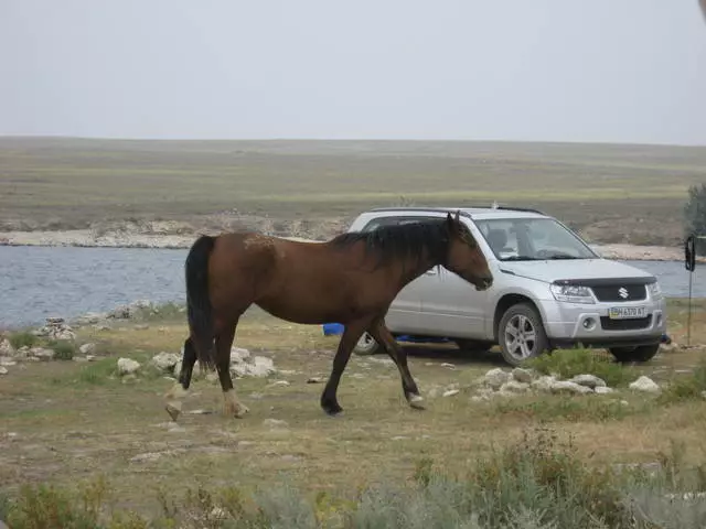 Wild rest in a reindeer 17156_2