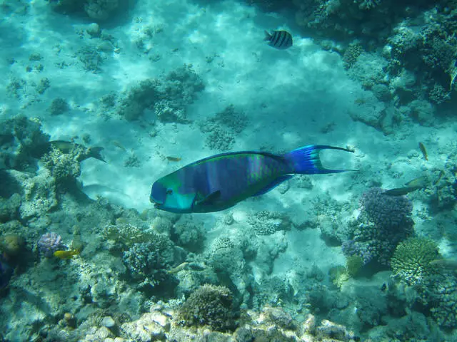 Hurghada - Pearl Red Sea