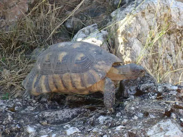 Oporrak Atenasen - hondartzako opor eta txangoen konbinazio onena 17459_1