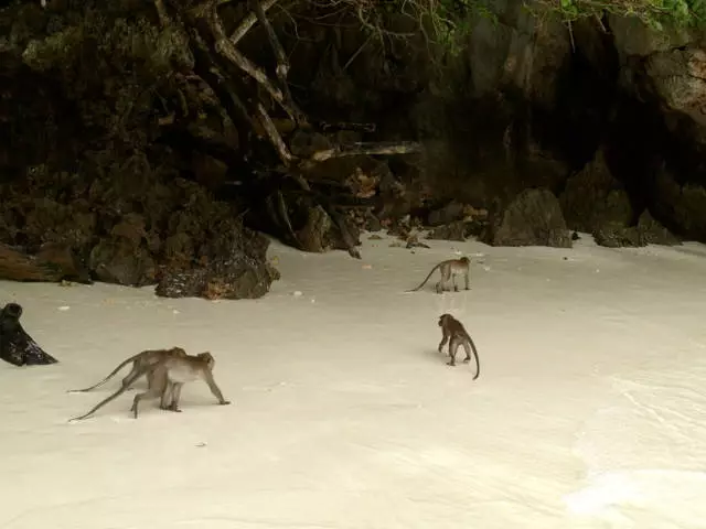 Excursiounen op Karon Beach: Wat ze gesinn? 17467_3