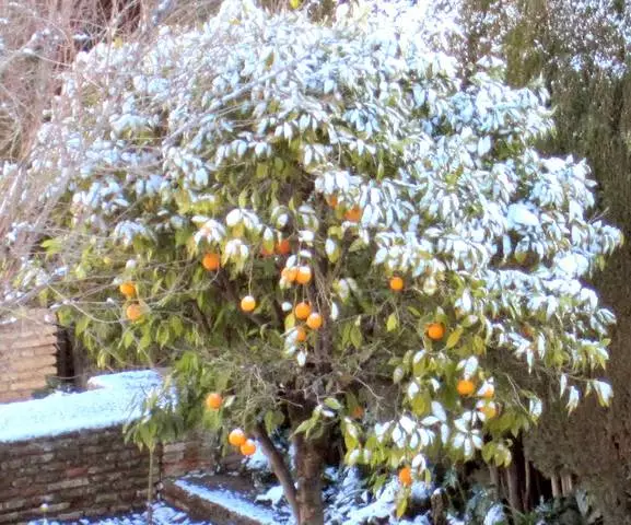 Granada i februar. Appelsiner i sneen. 20047_3