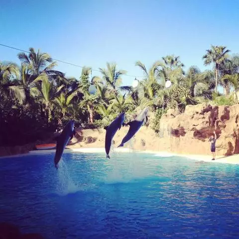 Tenerife - រមណីយដ្ឋាននិទាឃរដូវដ៏អស់កល្បជានិច្ច 20443_1