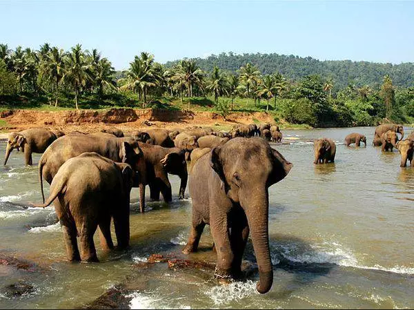 കുട്ടികളുമായി വിനോദത്തിന് പനദുര അനുയോജ്യമായത് എന്തുകൊണ്ട്? 21230_2