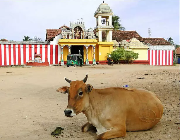 ಟ್ರಿಕೊಮಲ್ನಲ್ಲಿ ಉಳಿದಂತೆ ನೀವು ಏನು ನಿರೀಕ್ಷಿಸಬಹುದು? 21317_12