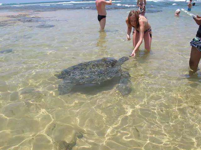 ¿Qué hacer en las vacaciones en Hikkaduwe? Mejor entretenimiento. 21414_3