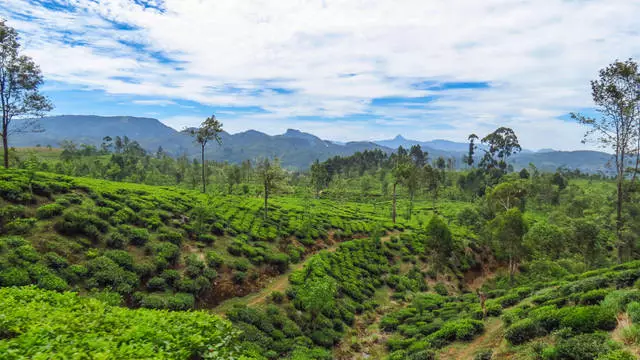 Que devriez-vous attendre du repos à Kandy? 21447_13