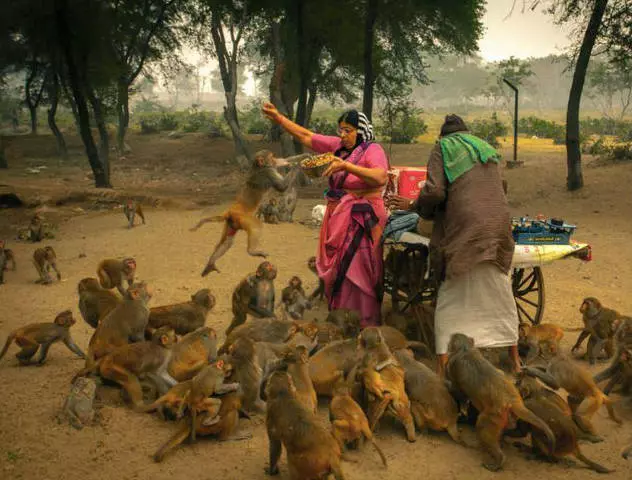 Wie viel kostet es in Vrindavan? Wo besser zu essen? 21652_6