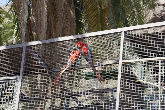 Qual è la capitale temporanea delle Isole Canarie Gran Canaria? 22377_6