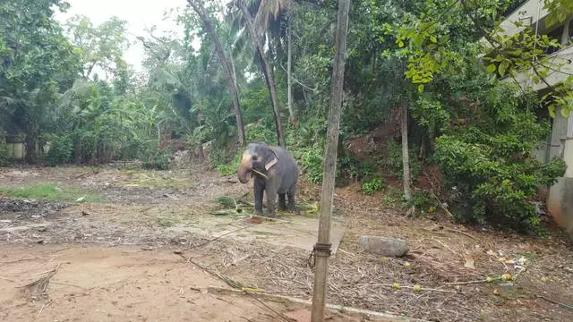 Bentota - pilno atsipalaidavimo vieta 22526_8