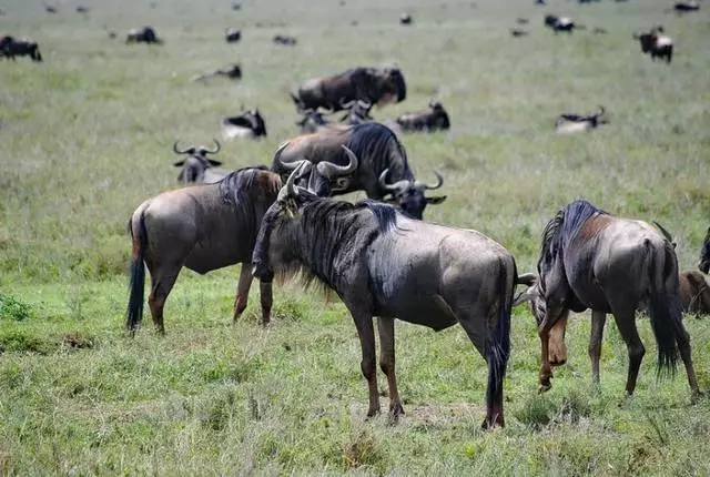 Tanzania "akun matata"