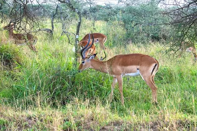 Tanzania 