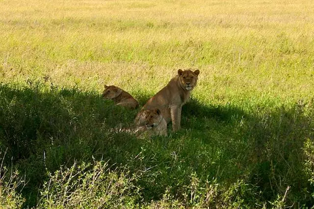 Tanzaniya 