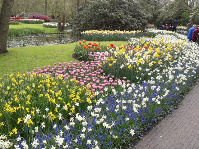 Bahçe Çiçekleri - Koykenhof, Amsterdam'da / Gezi ve Amsterdam Manzaraları 23775_3