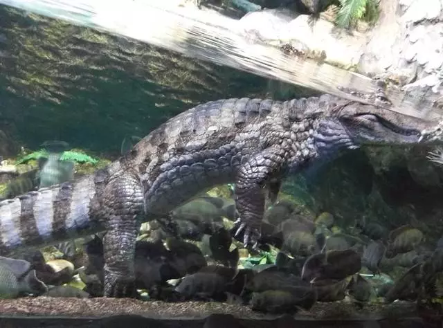 Voronezh Oceanarium / Voronezh کے حوصلہ افزائی اور سائٹس کے جائزہ لینے کے لئے حوصلہ افزائی 24079_2