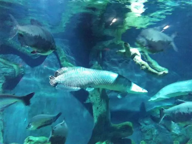 Në botën e peshkut ose një ekskursion në Oceanarium në Rio / Shqyrtime për ekskursione dhe pamjet e Moskës 24104_3