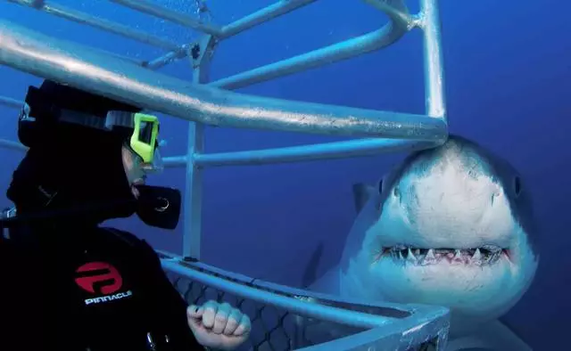 Feeding White Shark i Cape Town - Test ikke for færre 24254_4