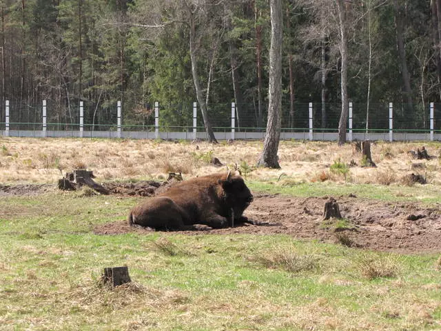 Skal jeg gå til belovezhskaya pushcha? 2434_3