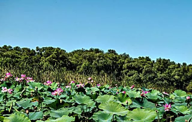 कॅस्पियन समुद्र आणि कॅस्पियन लॉटस.