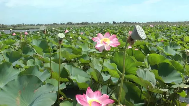 కుగుగుర్ లో అద్భుతమైన సెలవు 24585_2