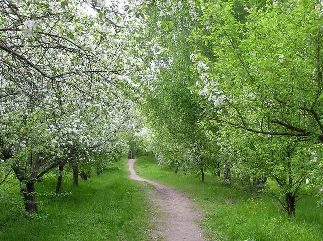 Promenez-vous sur le jardin botanique / critiques de Tours et des sites touristiques de Tomsk