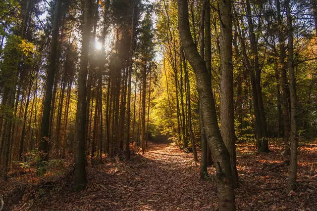 Walking i The Wien Skov / anmeldelser af udflugt og seværdigheder Wien