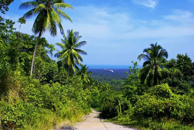 Samui - ಪ್ಯಾರಡೈಸ್ ದ್ವೀಪ, Samui - ಪಾಮ್ ದ್ವೀಪ. 24652_1