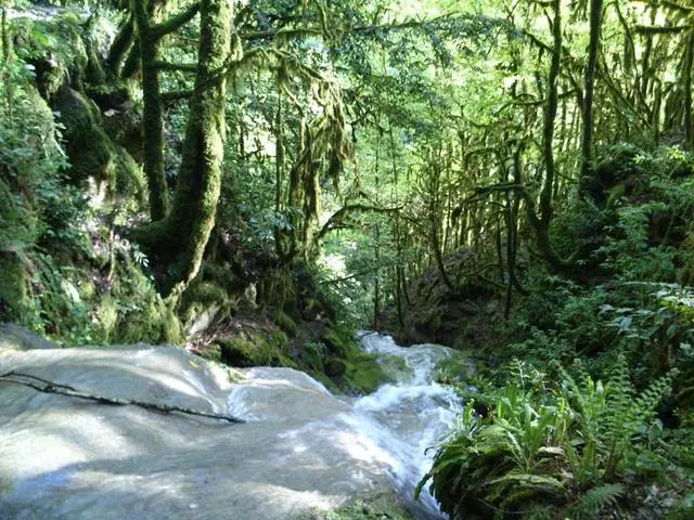 Berjalan di Taman Nasional Sochi / Ulasan Tamasya dan Pemandangan Sochi 24656_4